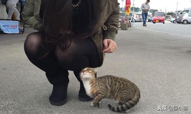 香港情侶在沖繩旅游，與流浪貓一見鐘情，不遠千里帶它回家3 / 作者:123456790 / 帖子ID:280